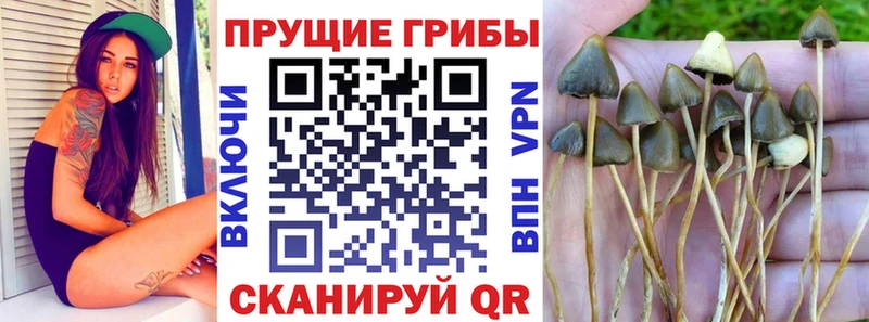 Галлюциногенные грибы GOLDEN TEACHER  hydra маркетплейс  Кондрово 